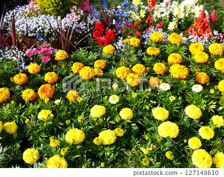 Colorful flower bed Colorful flower bed 127148610