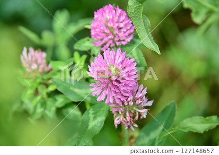 close up of red clover close up of red clover 127148657