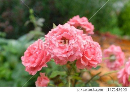 Pink rose flowers in the garden on a rainy day Pink rose flowers in the garden on a rainy day 127148693