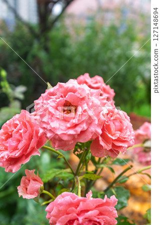 雨天花園裡的粉紅月季花 雨天花園裡的粉紅月季花 127148694