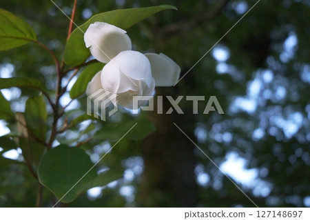 Flowers of Ooyama mortuary 127148697