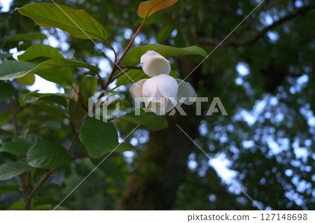 Flowers of Ooyama mortuary 127148698