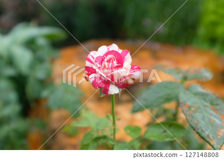 雨天花園中的紅白月季花 雨天花園中的紅白月季花 127148808
