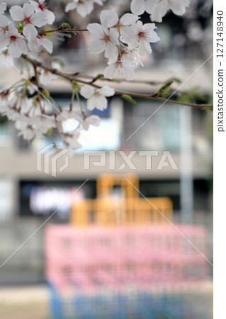 Park play equipment and cherry blossoms 127148940