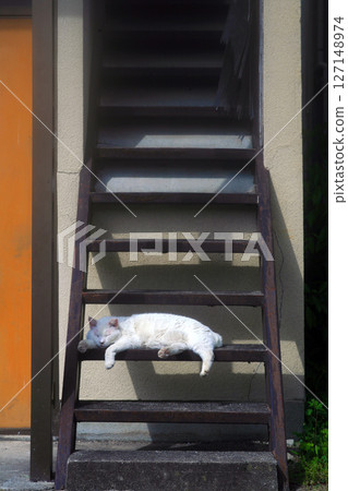 Old apartment stairs and stray cat 127148974
