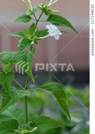 Osloi burner Osloi burner 127149010