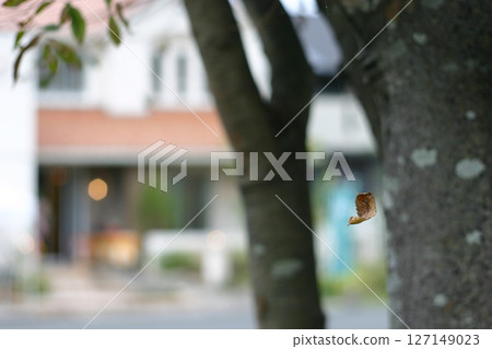 Dead leaves hanging from a spider web Dead leaves hanging from a spider web 127149023