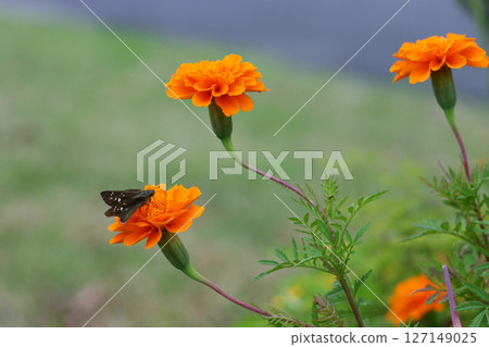 蝴蝶從萬壽菊吸取花蜜 蝴蝶從萬壽菊吸取花蜜 127149025