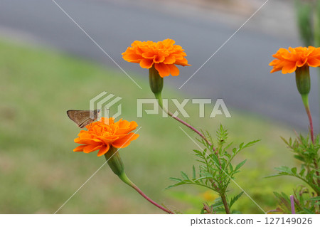 Butterfly sucking nectar from marigolds Butterfly sucking nectar from marigolds 127149026