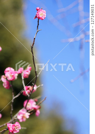 紅梅在藍天映襯下熠熠生輝 紅梅在藍天映襯下熠熠生輝 127149031