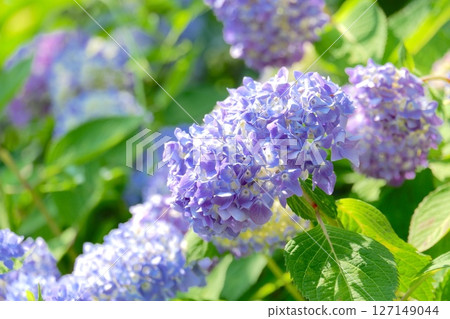 繡球花（Sumidanohanabi） 127149044