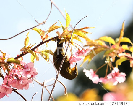 河津櫻花和mezzo 127149171