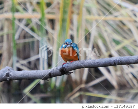 Kingfisher 127149187