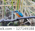 Kingfisher 127149188