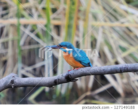 Kingfisher 127149188