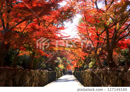 The approach to Koshoji Temple in Uji, Kyoto Prefecture, enveloped in a tunnel of bright red autumn leaves 127149189