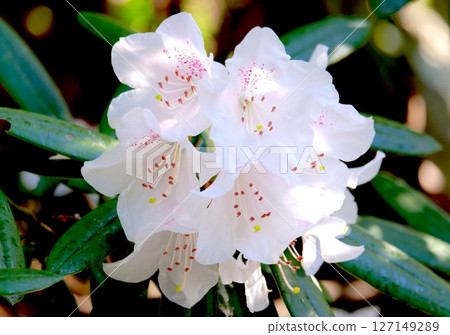 杜鵑花杜鵑花 127149289