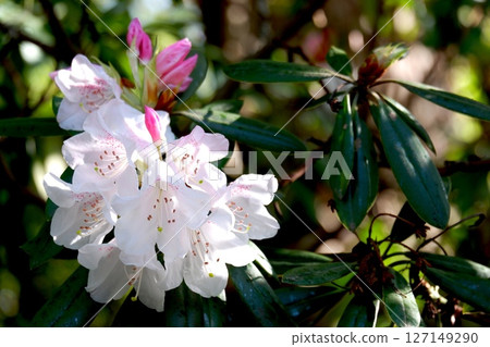 杜鵑花杜鵑花 127149290