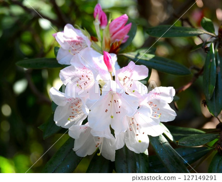 Rhododendron rhododendron 127149291