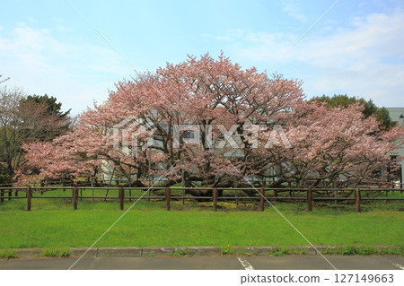 Notsuke's Kuril cherry blossoms Notsuke's Kuril cherry blossoms 127149663