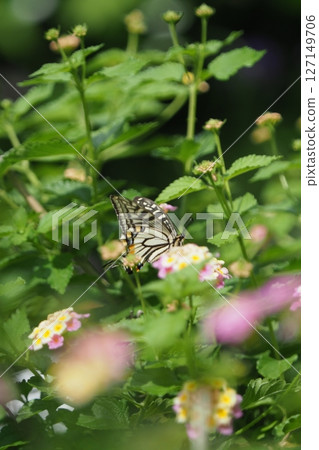 Swallowtail蝴蝶被困在花叢中 127149706