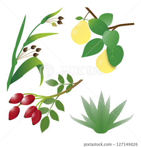 Plants that are good for your beauty: pearl barley, quince, rosehips, aloe 127149826