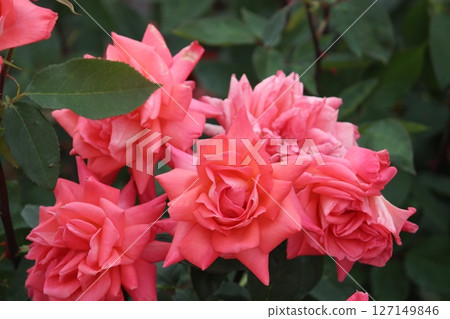 玫瑰 玫瑰 127149846