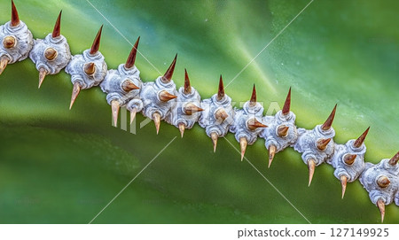 Macro view captures sharp cactus thorns in a curvy arrangement against a vibrant green backdrop 127149925
