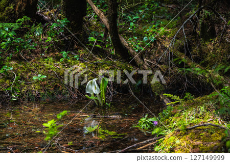 【乘鞍高原】原始森林中盛開的臭菘【牛留池散步道】 127149999