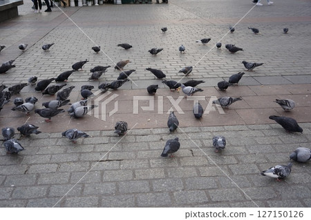 Scenery around the old town of Krakow, the Kyoto of Poland Scenery around the old town of Krakow, the Kyoto of Poland 127150126