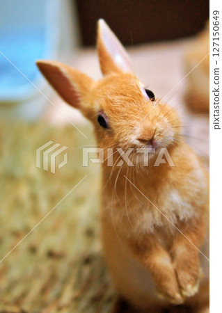 Baby rabbit Baby rabbit 127150649
