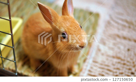 Pet baby rabbit 127150650