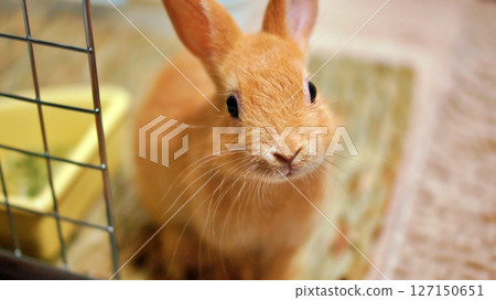 Pet baby rabbit Pet baby rabbit 127150651
