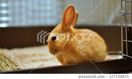Pet baby rabbit 127150655