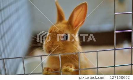 寵物兔寶寶 127150662