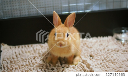 小兔子 小兔子 127150663