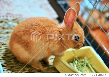 Pet baby rabbit 127150664