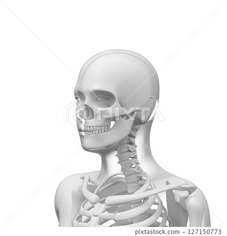 Human body bones, skeleton, transparent 127150773