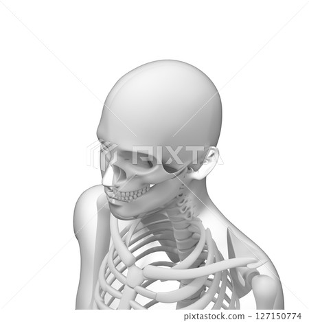 Human body bones, skeleton, transparent Human body bones, skeleton, transparent 127150774