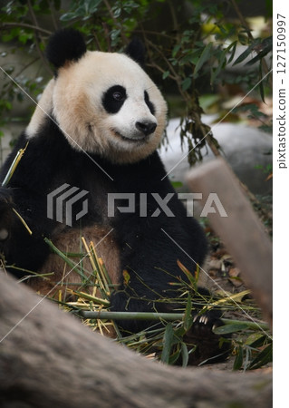 可愛的熊貓吃竹子 127150997