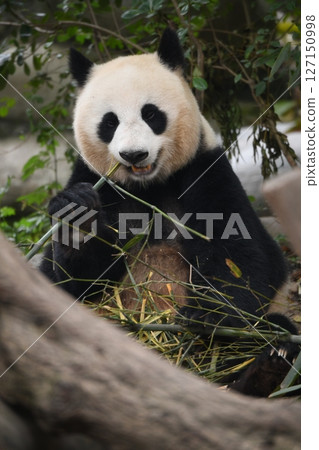 可愛的熊貓吃竹子 127150998