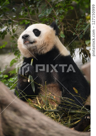 可愛的熊貓吃竹子 可愛的熊貓吃竹子 127150999