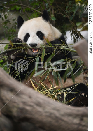 可愛的熊貓吃竹子 127151000