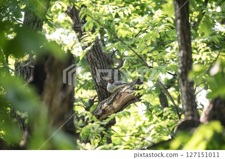 Common Merganser among fresh greenery Common Merganser among fresh greenery 127151011