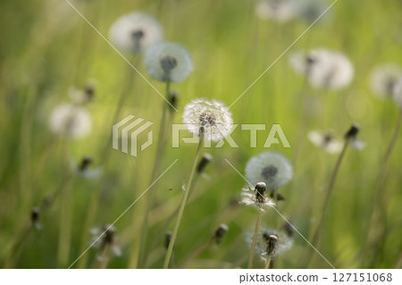 Dandelion cotton hat 127151068