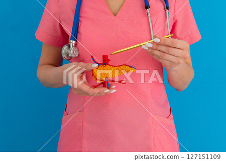 Doctor showing pen on anatomical model human pancreas closeup 127151109