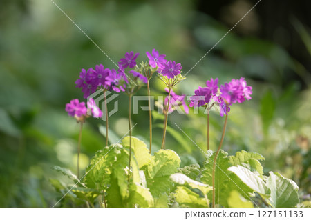 報春花森林 報春花森林 127151133