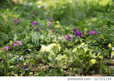Primrose Forest 127151134
