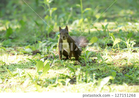 Ezoris in the fresh green forest Ezoris in the fresh green forest 127151268