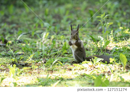 Ezoris在新鮮的綠色森林裡 127151274